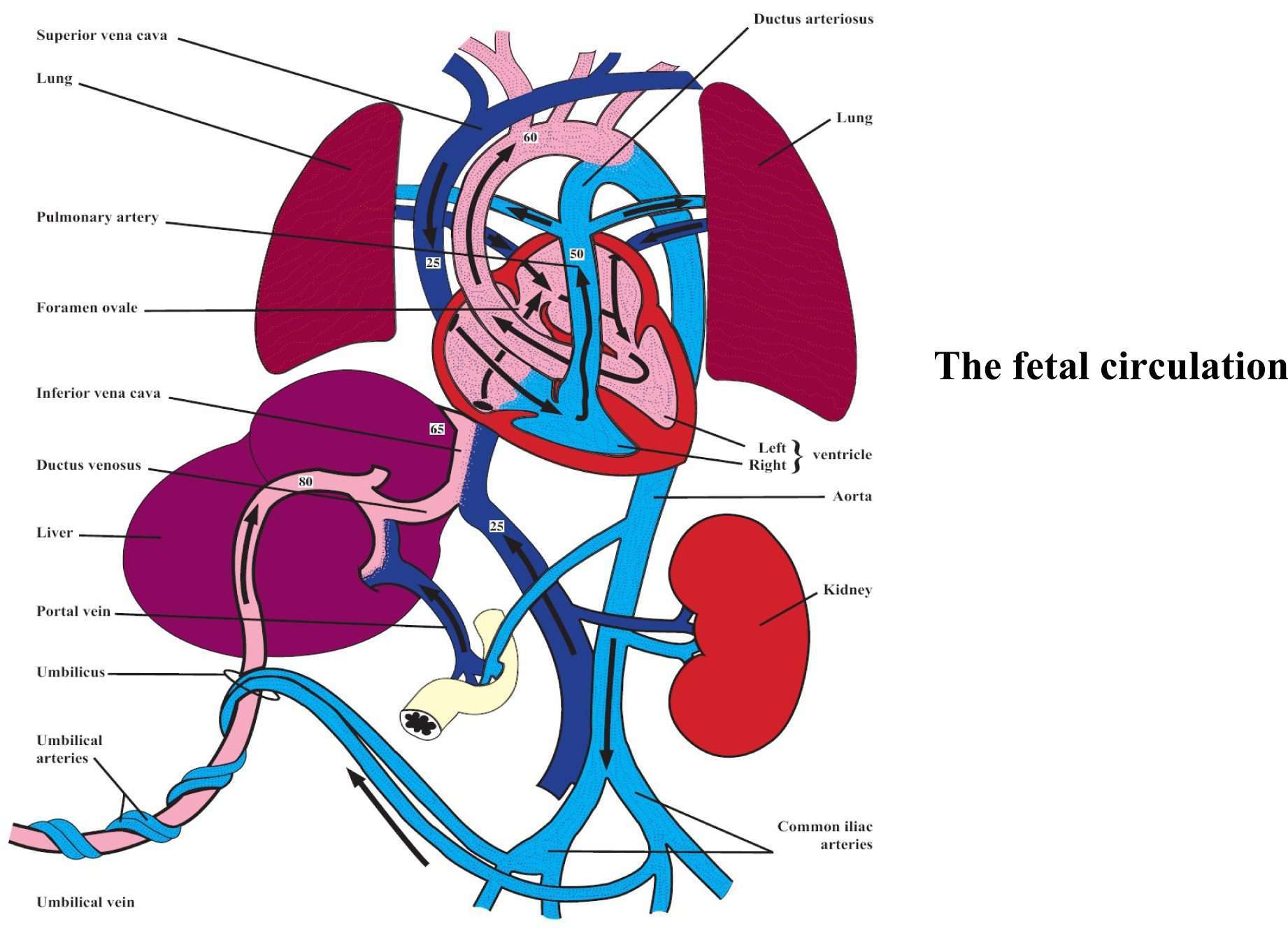 Fetal circulation and gas | 🎈Ikaze Inc