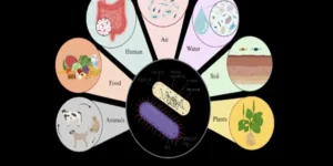 Tiny Patients, Big Germs: Mastering Pediatric Infectious Diseases