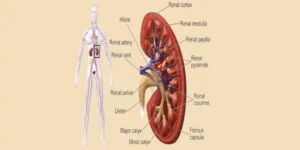 Acute Renal Injury