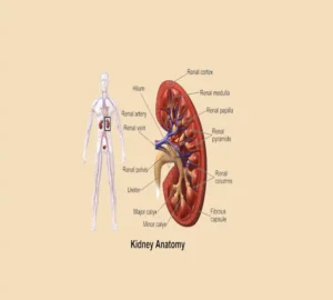 Acute Renal Injury