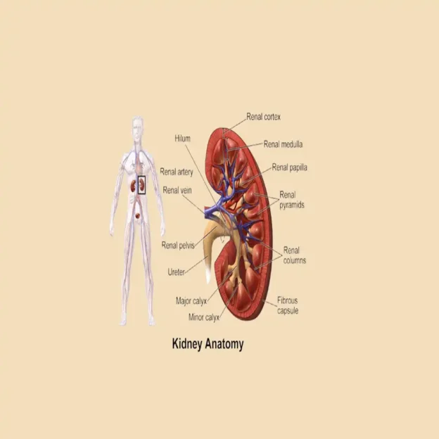 Acute Renal Injury