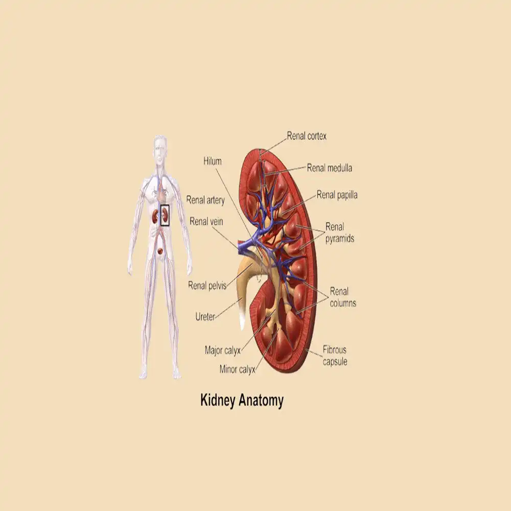Acute Renal Injury